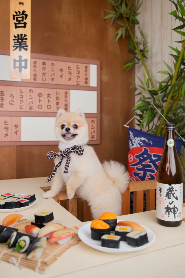 いらっしゃいませ❤️-2019毛寶貝幸福耶誕趴 我家也有大明星-寵物明星網路人氣票選