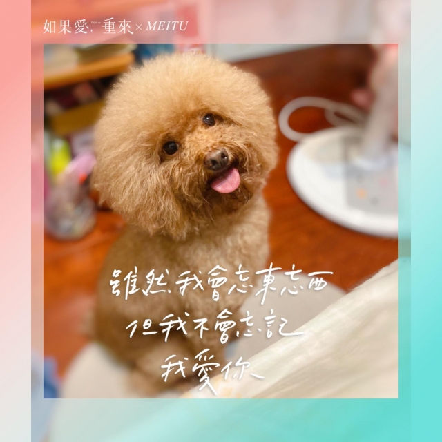 最忠實的家人-2019毛寶貝幸福耶誕趴 我家也有大明星-寵物明星網路人氣票選
