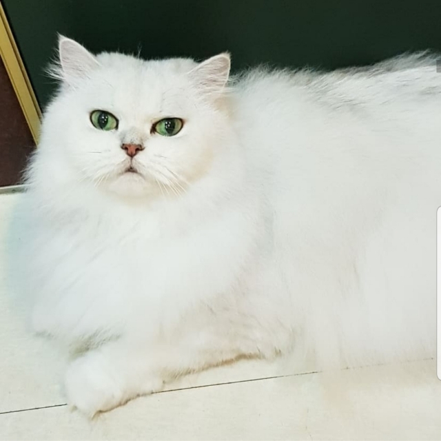 雪花-2019毛寶貝幸福耶誕趴 我家也有大明星-寵物明星網路人氣票選