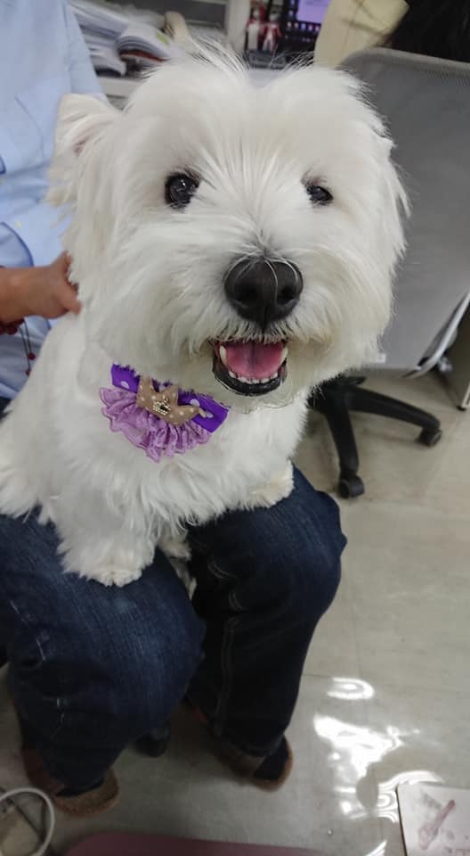 西高地白梗犬(外號小棉羊)-2019毛寶貝幸福耶誕趴 我家也有大明星-寵物明星網路人氣票選