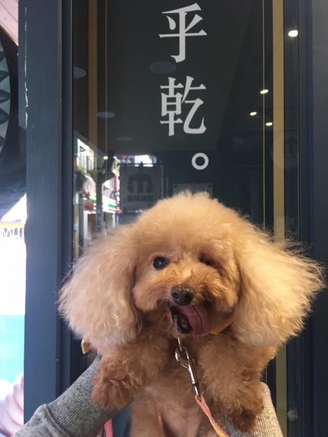 Yumi!-2019毛寶貝幸福耶誕趴 我家也有大明星-寵物明星網路人氣票選