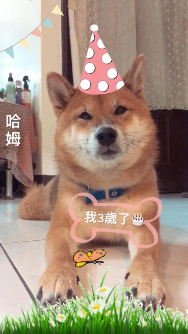 哈姆-2019毛寶貝幸福耶誕趴 我家也有大明星-寵物明星網路人氣票選
