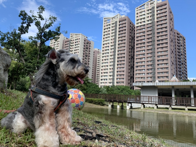 建商可以找我拍預售屋寫真了-2019毛寶貝幸福耶誕趴 我家也有大明星-寵物明星網路人氣票選