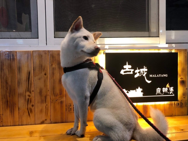 就是要（愛）吃古城麻辣燙❤️-古城麻辣燙照片票選