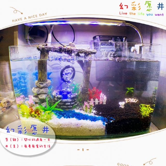 幻彩。愿井-MR.AQUA名人水族第一屆小資缸趣味造景人氣票選比賽活動