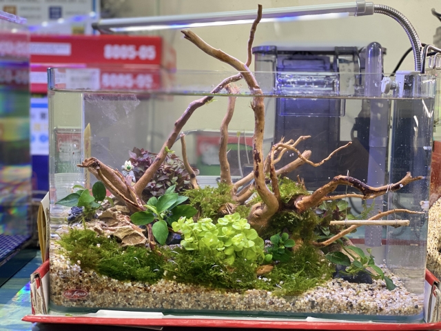 春曉-MR.AQUA名人水族第一屆小資缸趣味造景人氣票選比賽活動