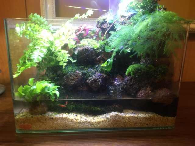 把森林帶回家-MR.AQUA名人水族第一屆小資缸趣味造景人氣票選比賽活動