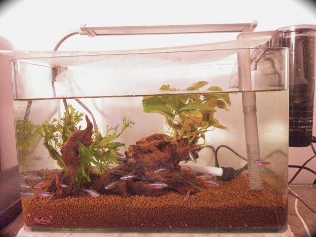 空空-MR.AQUA名人水族第一屆小資缸趣味造景人氣票選比賽活動