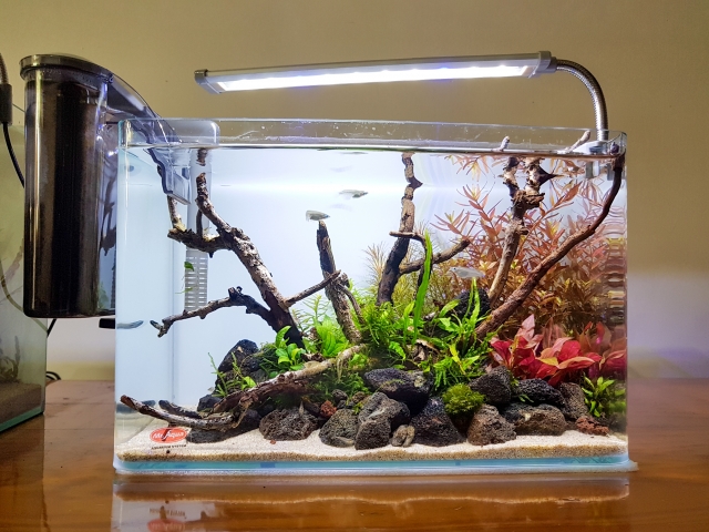四季-MR.AQUA名人水族第一屆小資缸趣味造景人氣票選比賽活動