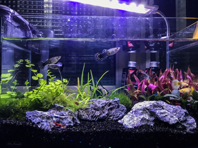 魚儿之家-MR.AQUA名人水族第一屆小資缸趣味造景人氣票選比賽活動