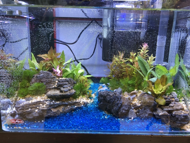 岸邊風光-MR.AQUA名人水族第一屆小資缸趣味造景人氣票選比賽活動