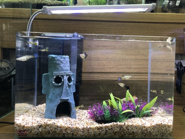 金鑽章魚-MR.AQUA名人水族第一屆小資缸趣味造景人氣票選比賽活動