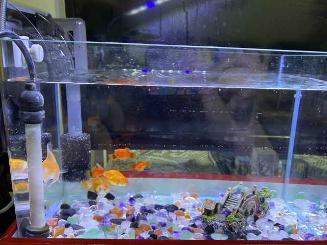 簡單-MR.AQUA名人水族第一屆小資缸趣味造景人氣票選比賽活動