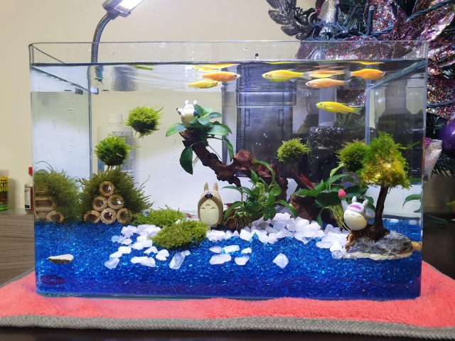 療癒-MR.AQUA名人水族第一屆小資缸趣味造景人氣票選比賽活動