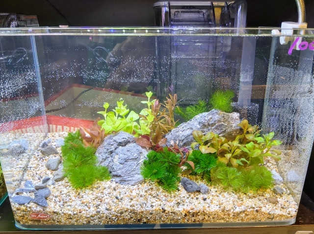 創意。不菊限-MR.AQUA名人水族第一屆小資缸趣味造景人氣票選比賽活動