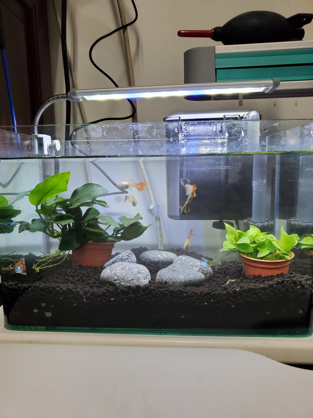 魚樂園-MR.AQUA名人水族第一屆小資缸趣味造景人氣票選比賽活動