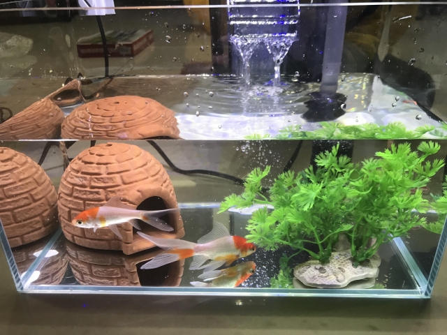 趣味造景-MR.AQUA名人水族第一屆小資缸趣味造景人氣票選比賽活動