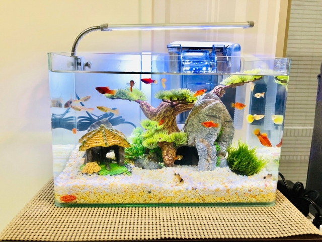 快來我家踏踏-MR.AQUA名人水族第一屆小資缸趣味造景人氣票選比賽活動