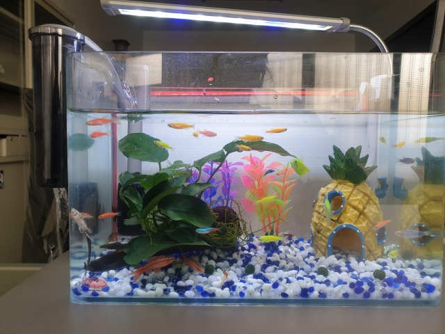 瘋魚叢林-MR.AQUA名人水族第一屆小資缸趣味造景人氣票選比賽活動