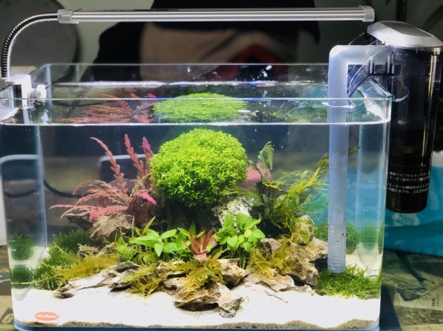 白木之家-MR.AQUA名人水族第一屆小資缸趣味造景人氣票選比賽活動