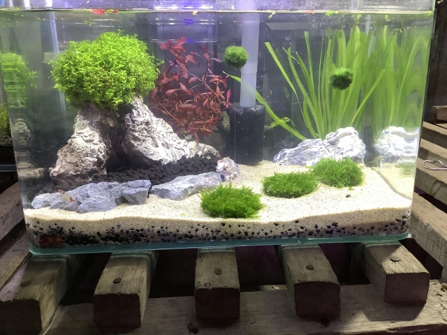 水中綠洲-MR.AQUA名人水族第一屆小資缸趣味造景人氣票選比賽活動