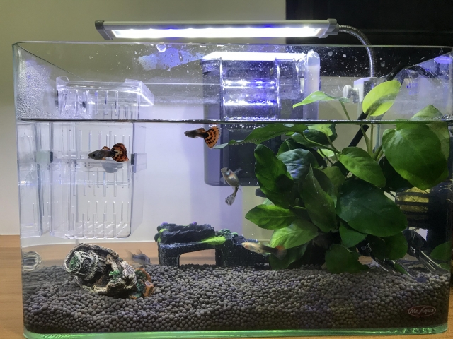 失落邊境-MR.AQUA名人水族第一屆小資缸趣味造景人氣票選比賽活動