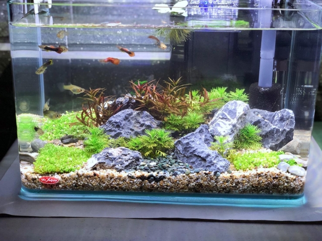 魚兒魚兒水中游-MR.AQUA名人水族第一屆小資缸趣味造景人氣票選比賽活動