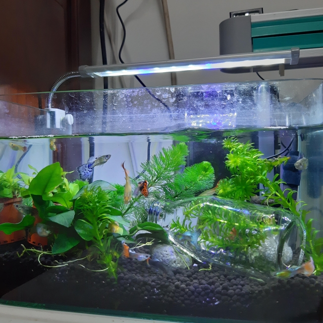 禹的世界-MR.AQUA名人水族第一屆小資缸趣味造景人氣票選比賽活動