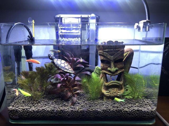 馬雅王國-MR.AQUA名人水族第一屆小資缸趣味造景人氣票選比賽活動