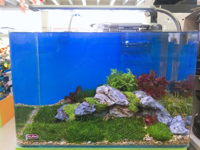 享福-MR.AQUA名人水族第一屆小資缸趣味造景人氣票選比賽活動