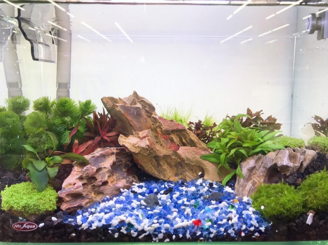 山影-MR.AQUA名人水族第一屆小資缸趣味造景人氣票選比賽活動