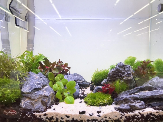 遠處-MR.AQUA名人水族第一屆小資缸趣味造景人氣票選比賽活動