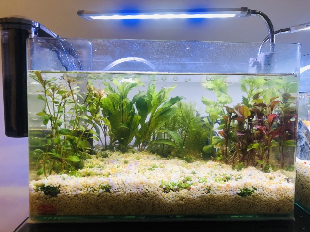 草-MR.AQUA名人水族第一屆小資缸趣味造景人氣票選比賽活動