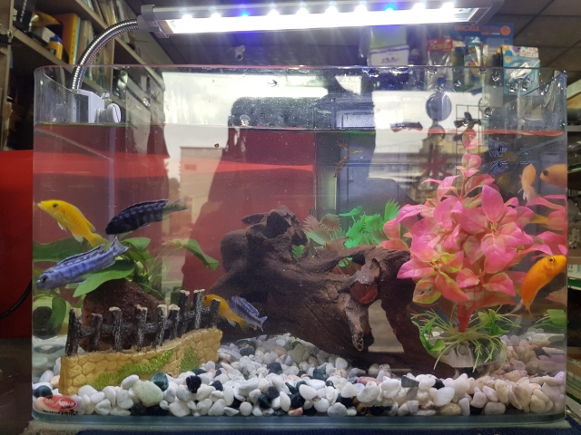 慈鯛魚-MR.AQUA名人水族第一屆小資缸趣味造景人氣票選比賽活動