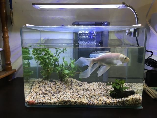 一魚三草-MR.AQUA名人水族第一屆小資缸趣味造景人氣票選比賽活動