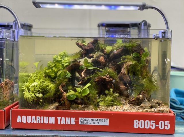草如水-MR.AQUA名人水族第一屆小資缸趣味造景人氣票選比賽活動