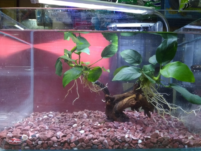 我的第一個造景缸-MR.AQUA名人水族第一屆小資缸趣味造景人氣票選比賽活動