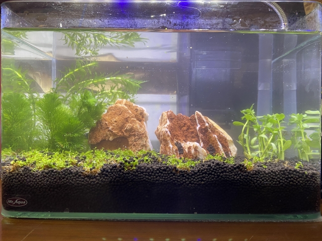 簡簡單單-MR.AQUA名人水族第一屆小資缸趣味造景人氣票選比賽活動