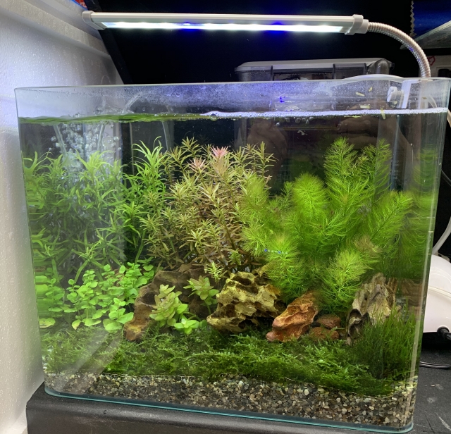 叢林-MR.AQUA名人水族第一屆小資缸趣味造景人氣票選比賽活動