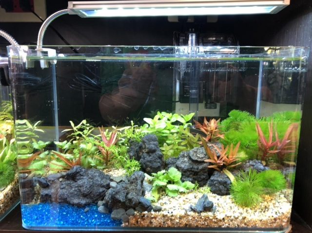 美麗世界-MR.AQUA名人水族第一屆小資缸趣味造景人氣票選比賽活動