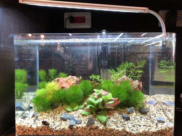 缸缸好-MR.AQUA名人水族第一屆小資缸趣味造景人氣票選比賽活動