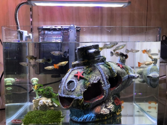 水族的小時光-MR.AQUA名人水族第一屆小資缸趣味造景人氣票選比賽活動