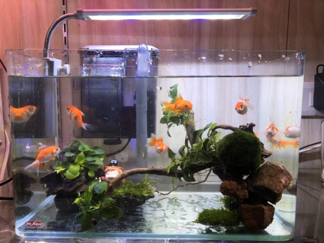 波妞她家-MR.AQUA名人水族第一屆小資缸趣味造景人氣票選比賽活動
