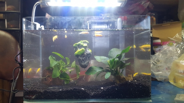 飄-MR.AQUA名人水族第一屆小資缸趣味造景人氣票選比賽活動