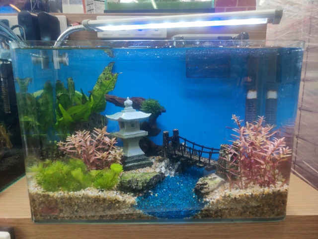 春天-MR.AQUA名人水族第一屆小資缸趣味造景人氣票選比賽活動