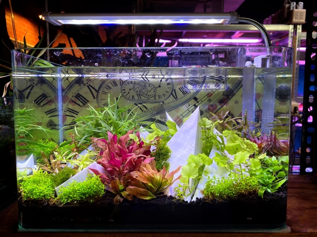 Alice in Wonderland-MR.AQUA名人水族第一屆小資缸趣味造景人氣票選比賽活動