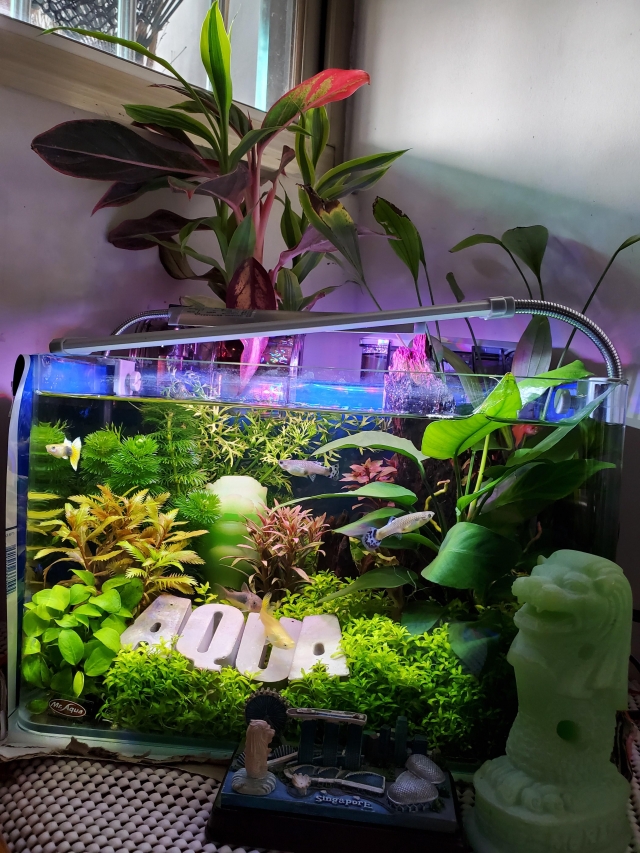 松林的低語-MR.AQUA名人水族第一屆小資缸趣味造景人氣票選比賽活動