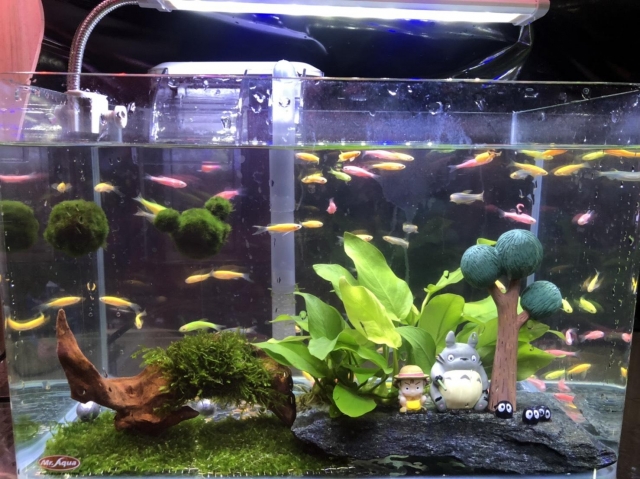 彩虹國度-MR.AQUA名人水族第一屆小資缸趣味造景人氣票選比賽活動