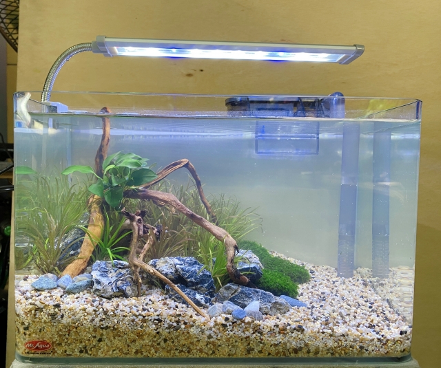 靜靜-MR.AQUA名人水族第一屆小資缸趣味造景人氣票選比賽活動