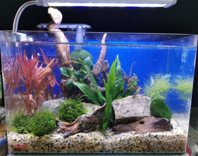 樂活-MR.AQUA名人水族第一屆小資缸趣味造景人氣票選比賽活動
